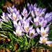 Crocus in the morning sun by nigelrogers