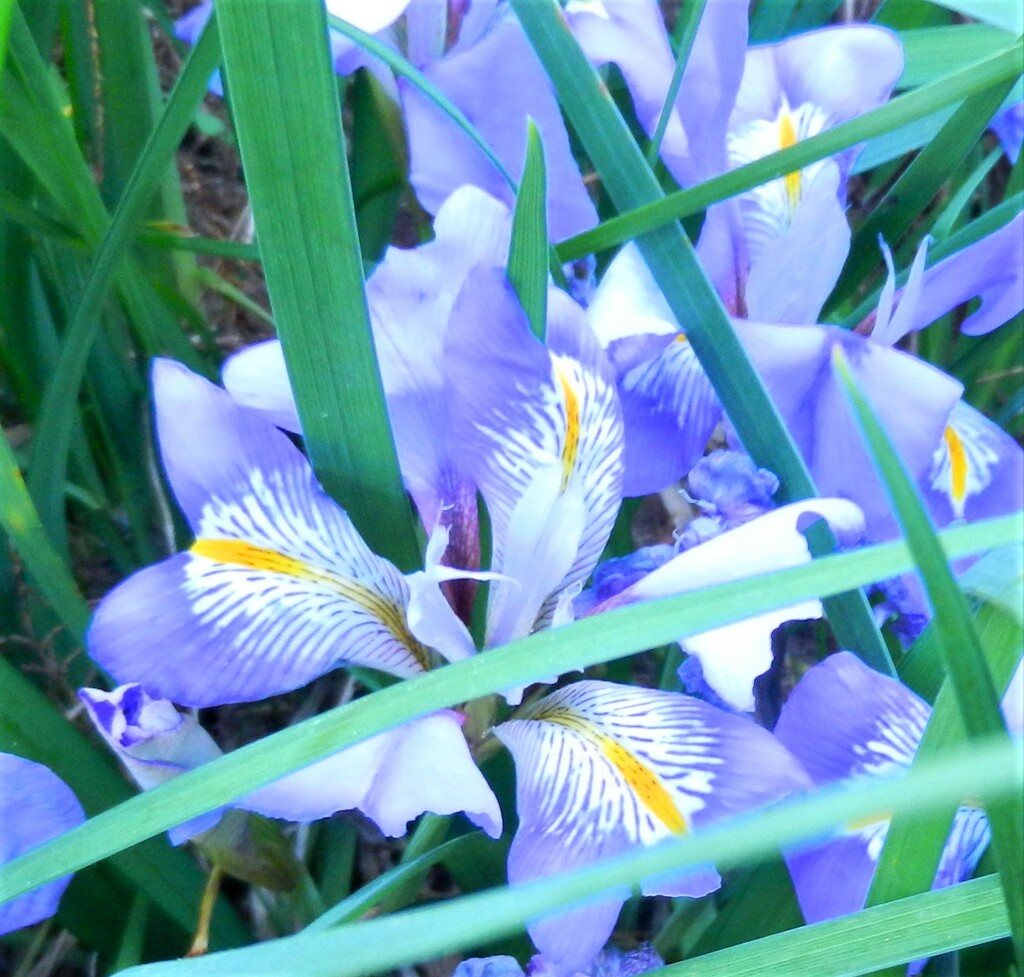 Blue Iris by jenbo
