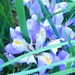 Blue Iris by jenbo