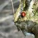 Ladybird by gaillambert