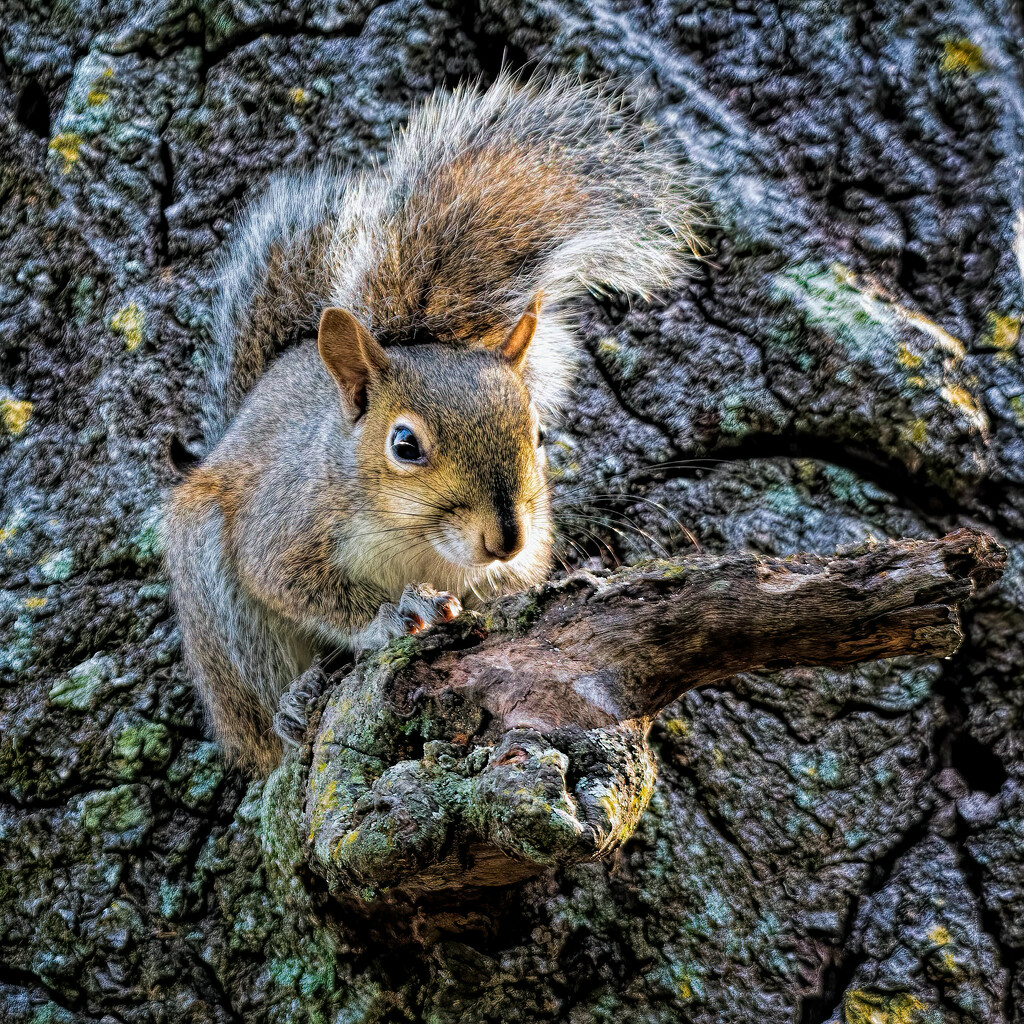 Squirrel! by photographycrazy