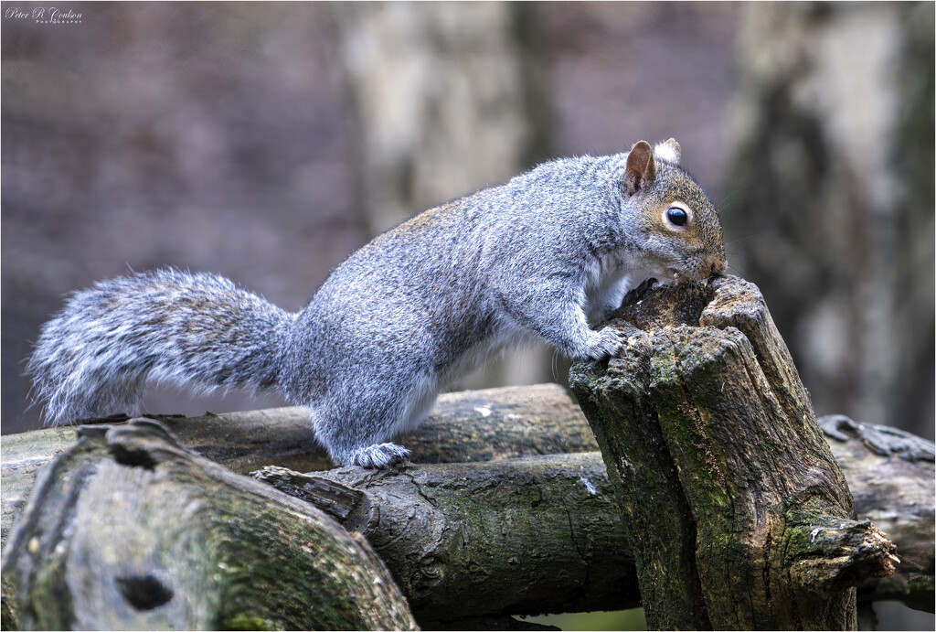 Pesky Squirrel by pcoulson