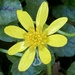 Celandine Flower  by cataylor41