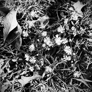 12th Feb 2022 - Flowers & Leaves | Black & White