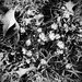 Flowers & Leaves | Black & White by yogiw