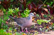 16th Feb 2023 -  Welcome Back Beautiful Spotted Dove ~