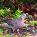  Welcome Back Beautiful Spotted Dove ~ by happysnaps