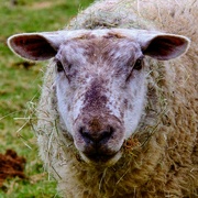 15th Feb 2023 - Sheep