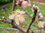 14th Feb 2023 - Peachy Blossoms