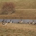 Geese at our pond by essiesue