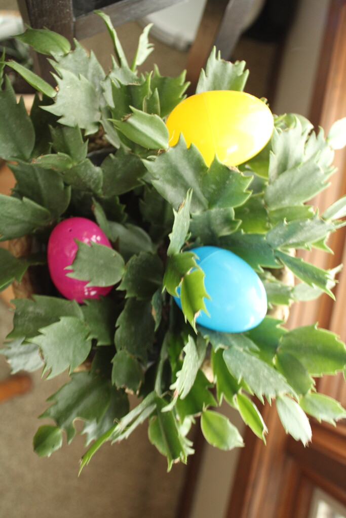 Easter eggs hidden in my Christmas cactus by mltrotter