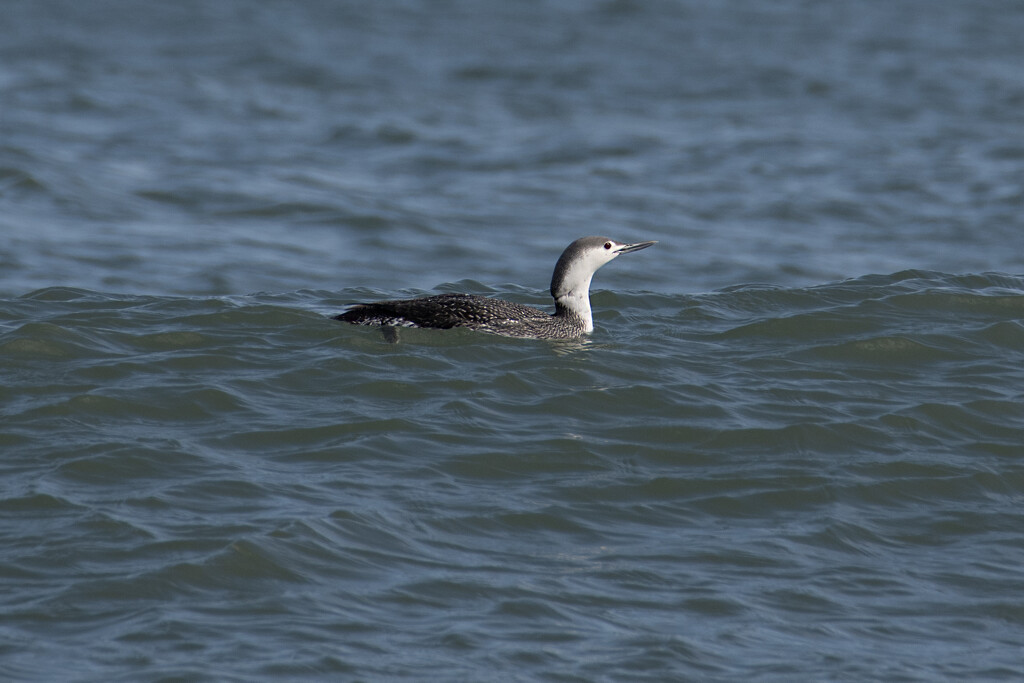 Wave-Riding Loon by timerskine