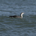 Wave-Riding Loon