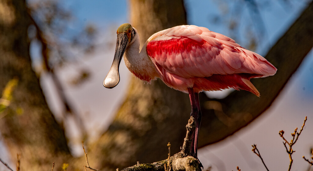 Roseate Spoonbill! by rickster549