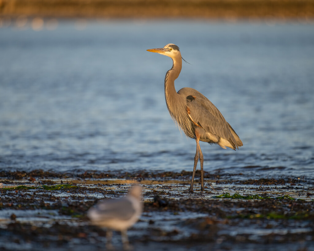 Mavricks Harbor Great Blue Heron by nicoleweg