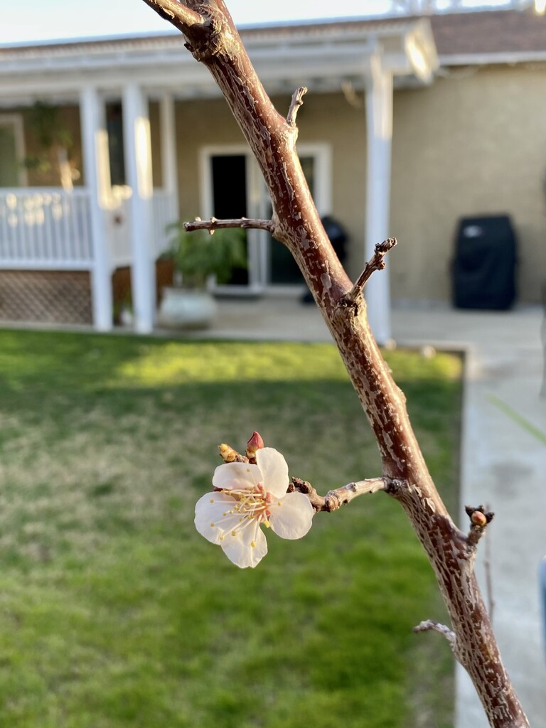 Second Apricot Blossom by loweygrace