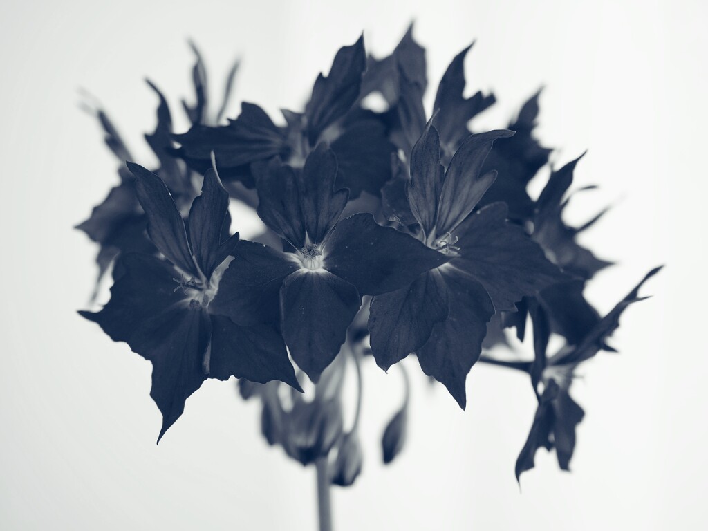 Black geranium by monikozi