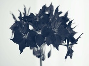 16th Feb 2023 - Black geranium
