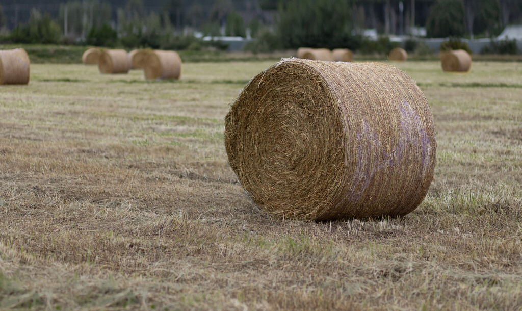 Preparing for winter by suez1e