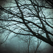 16th Feb 2023 - Foggy morning