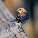 Yellow-rumped Warbler by photographycrazy