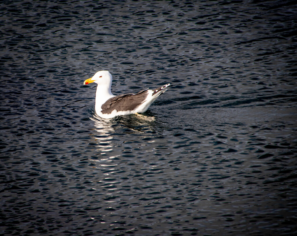 Black back gull by swillinbillyflynn