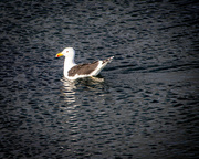 15th Feb 2023 - Black back gull