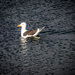 Black back gull by swillinbillyflynn