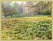 16th Feb 2023 - A Carpet Of Snowdrops