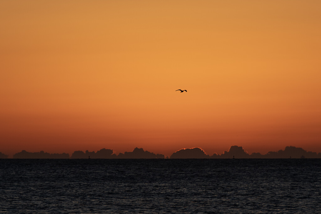 Dawn Gull by timerskine