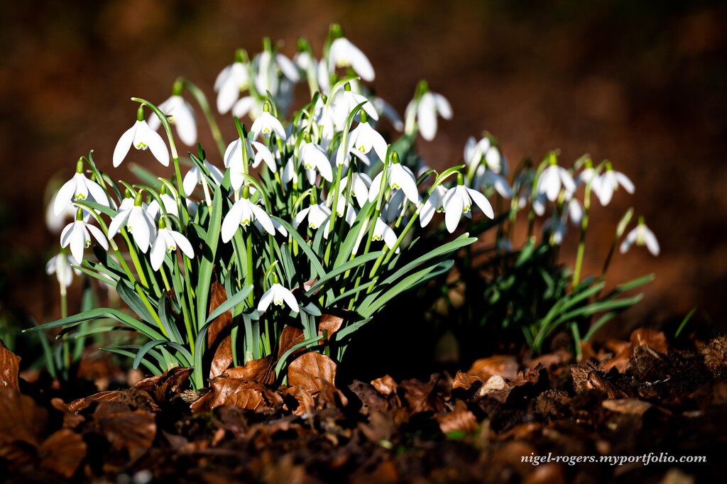 Snowdrops in the morning sun by nigelrogers