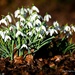 Snowdrops in the morning sun by nigelrogers