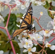 16th Feb 2023 - Monarch butterfly 
