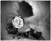 16th Feb 2023 - Rose and Shadow
