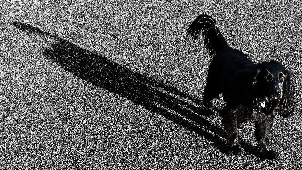 My Shadow…Literally! by gaillambert