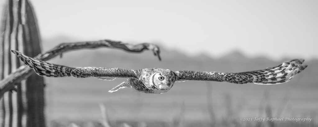 Owl on the Move by taffy