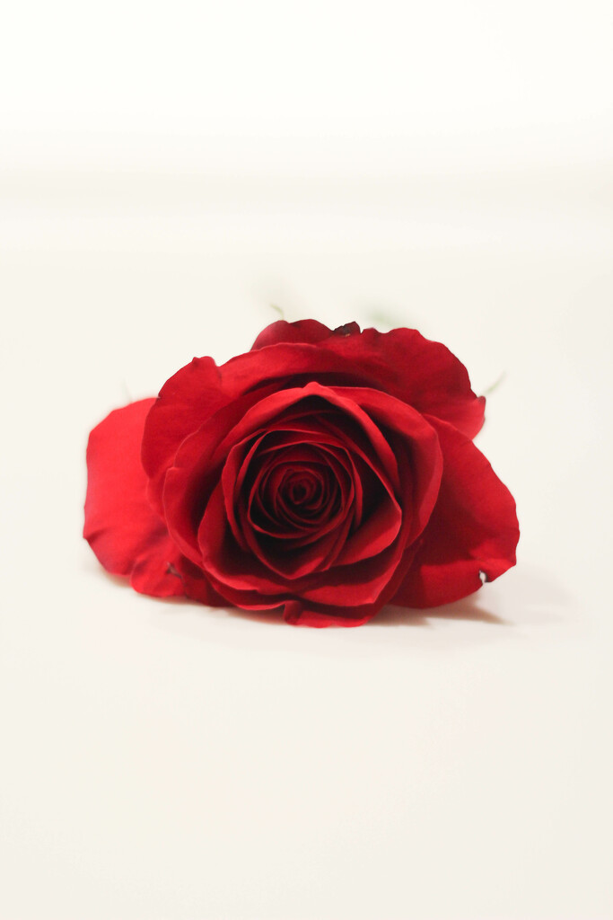 Single Rose by judyc57