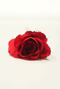 14th Feb 2023 - Single Rose