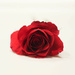 Single Rose by judyc57