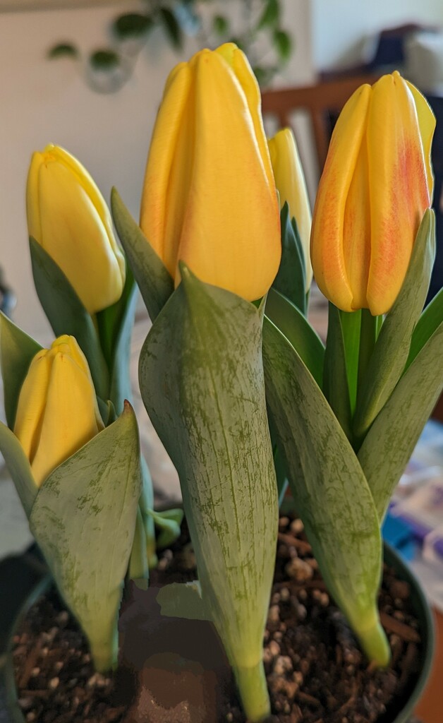 Tulips by kathybc