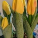 Tulips by kathybc