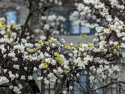 7th Feb 2023 - Spring Blooms