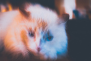 17th Feb 2023 - Blur Cat