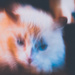 Blur Cat by willamartin