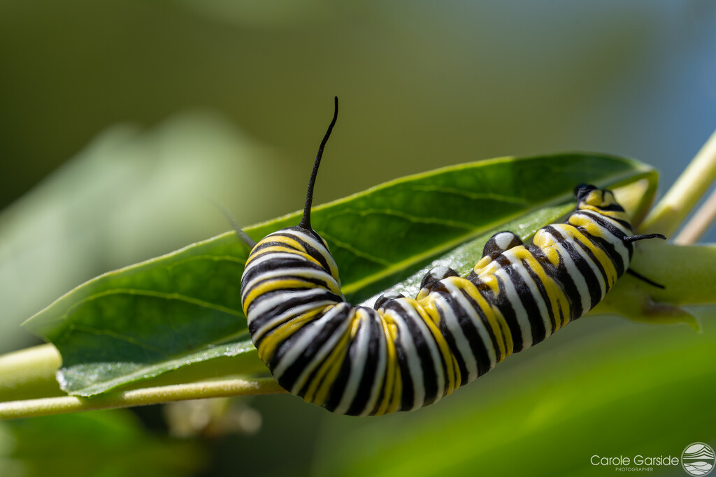 Monarch Butterfly Caterpillar by yorkshirekiwi