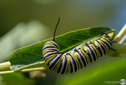 17th Feb 2023 - Monarch Butterfly Caterpillar