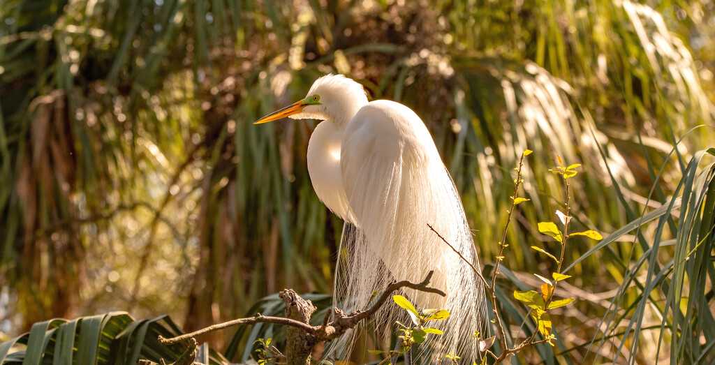 The Egret With It's Breeding Feathers Displayed! by rickster549