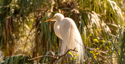 16th Feb 2023 - The Egret With It's Breeding Feathers Displayed!