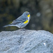 Yellow rumped warbler by nicoleweg