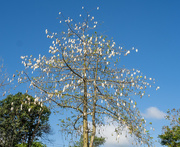 15th Feb 2023 - Cotton Tree, Kayu Hitam 